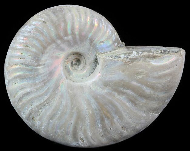 Silver Iridescent Ammonite - Madagascar #51503